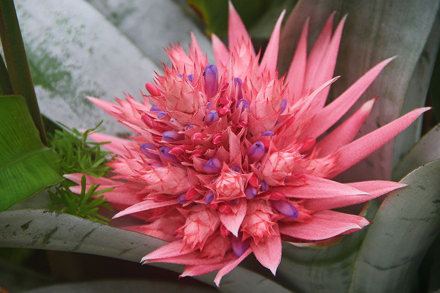 Bathroom Plants Bromeliad