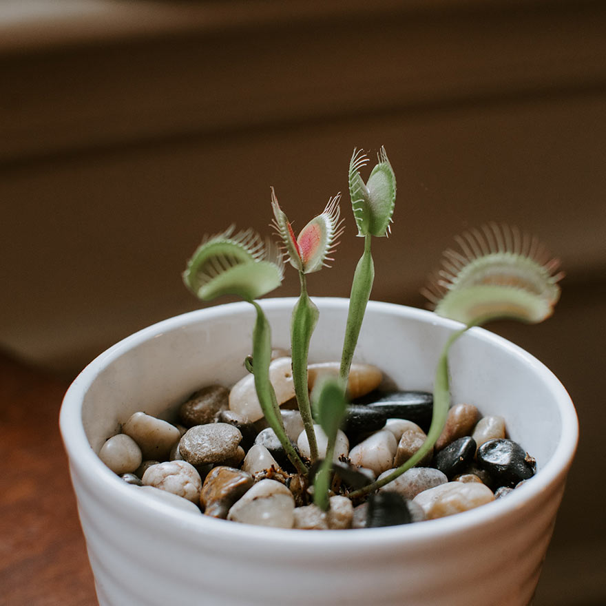 Bathroom Plants Carnivorous